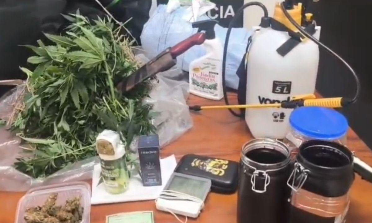 Maconha profissional: polícia prende homem que plantava droga em CDHU