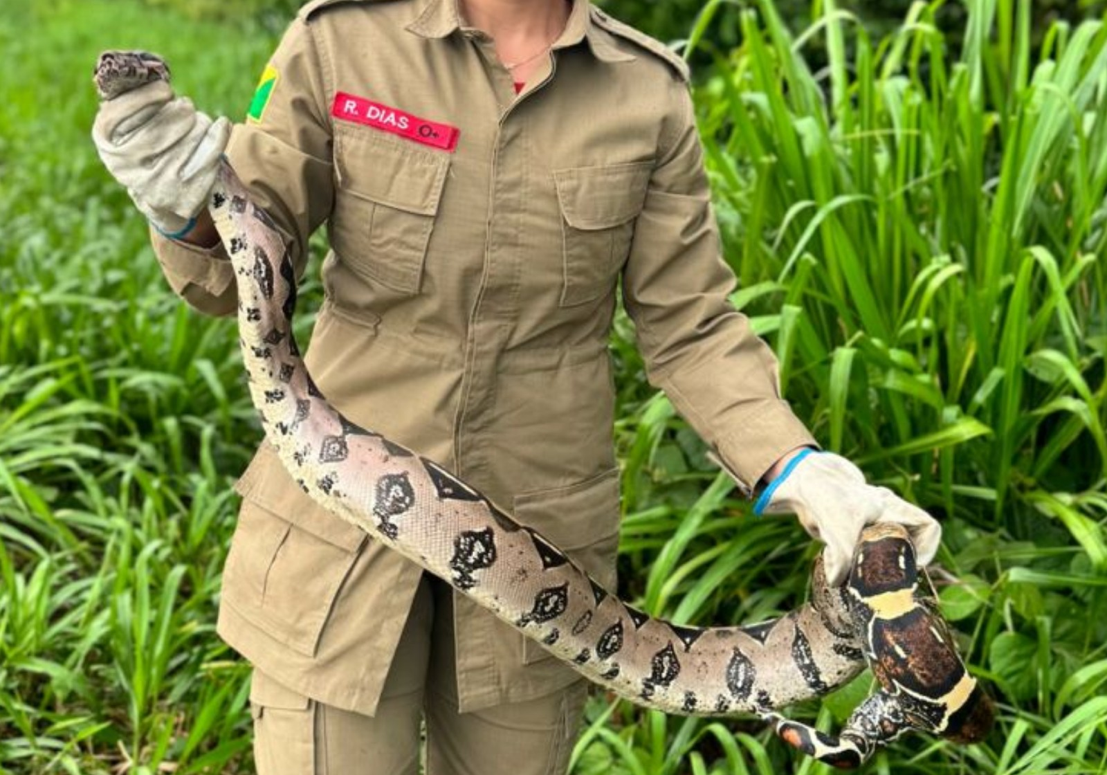 Jiboia de 1,5 metro é resgatada em calçada de cidade do AC; VÍDEO | G1