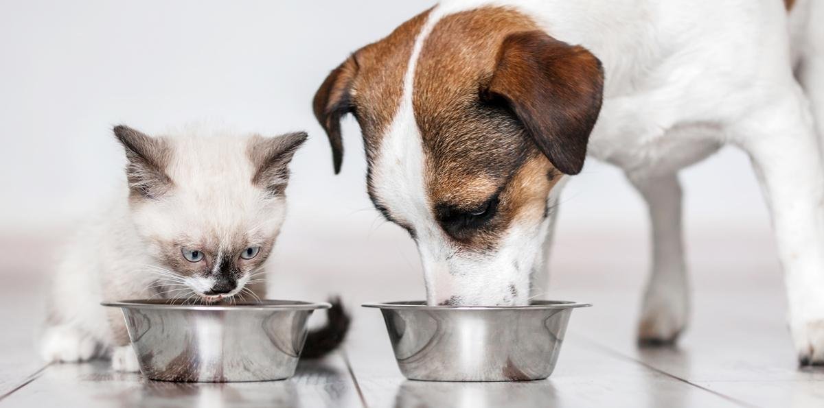 Este alimento ajuda a hidratar e manter os pets saudáveis no verão