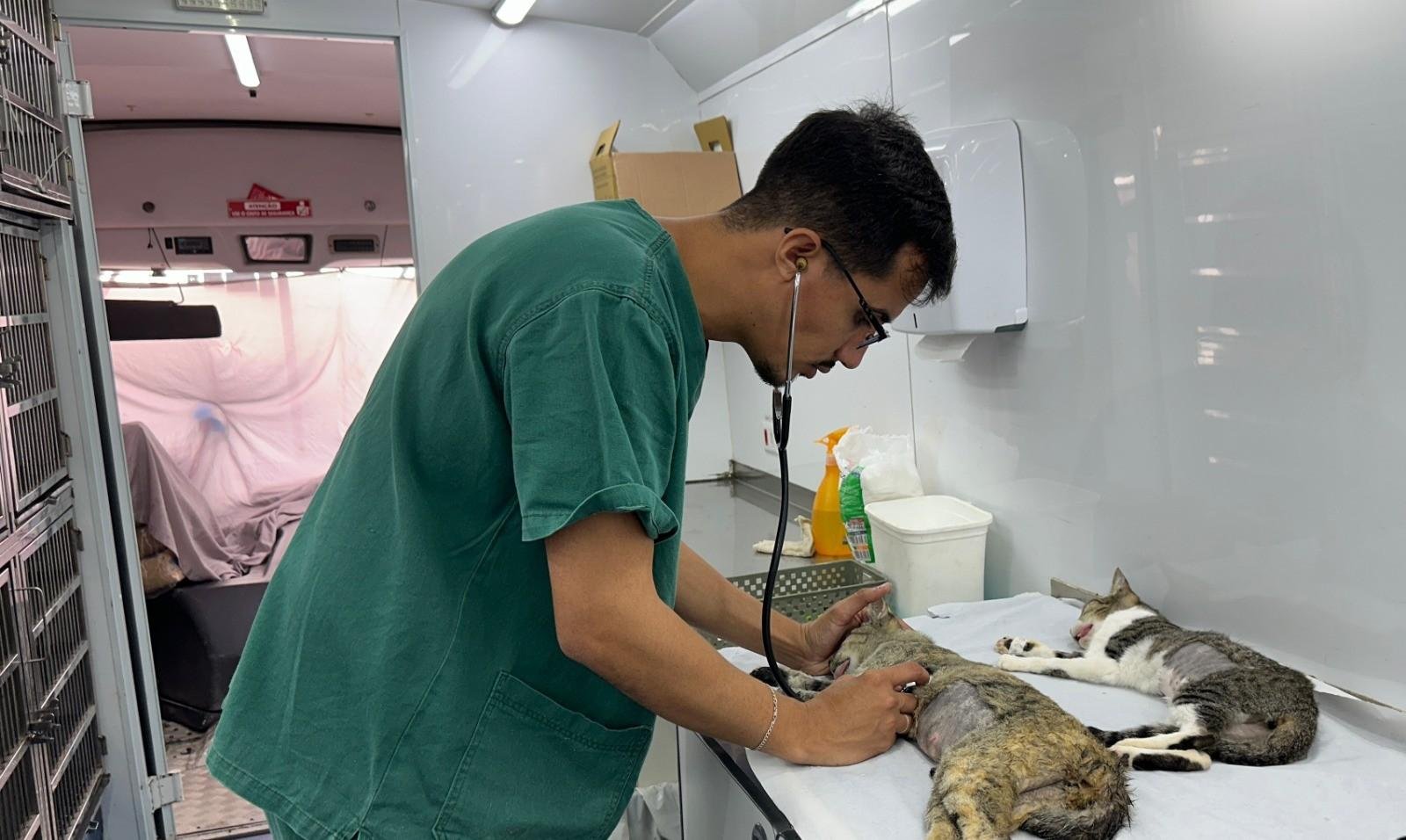 Piracicaba abre 1.200 vagas para castração gratuita de cães e gatos | G1