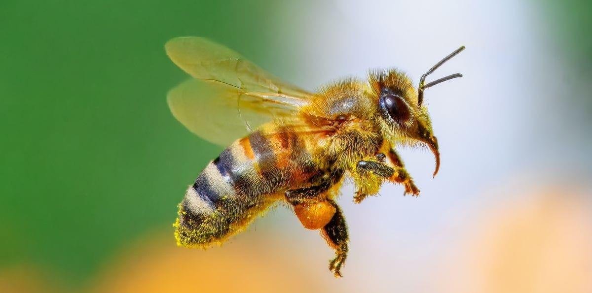 Estudo identifica potencial farmacêutico em própolis de abelhas da Amazônia