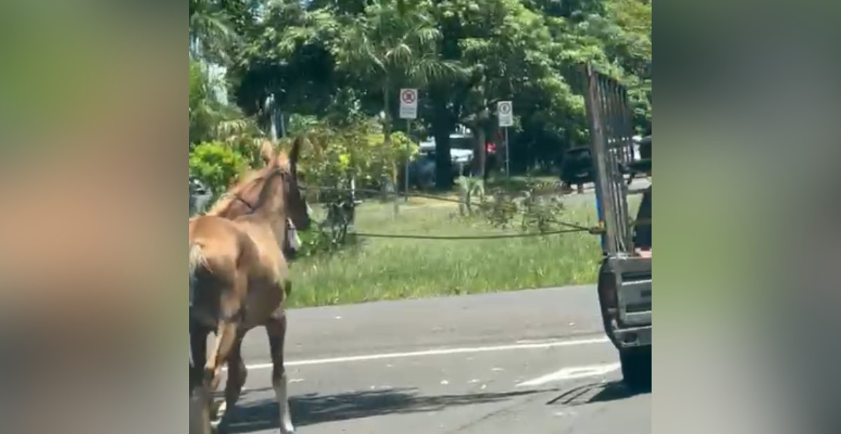 Motorista puxa cavalos com carro e é multado em R$ 6 mil em PP | G1