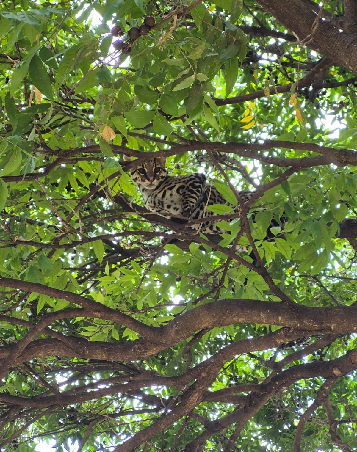 Bombeiros resgatam jaguatirica presa em árvore, em Uberlândia. Vídeo