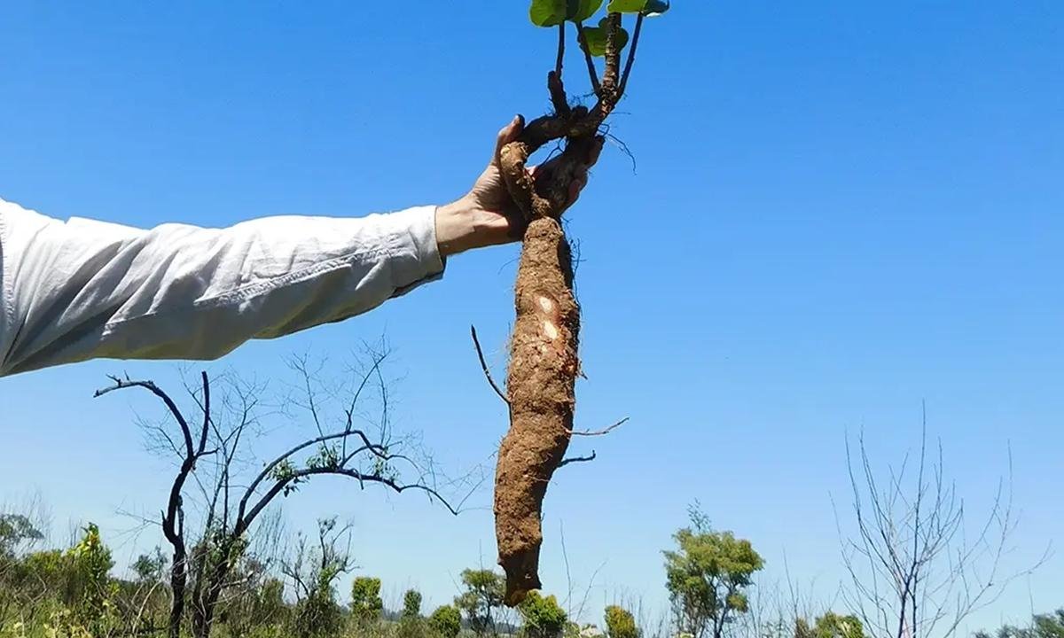 Estudo encontra plantas rasteiras com mais de 100 anos no Cerrado