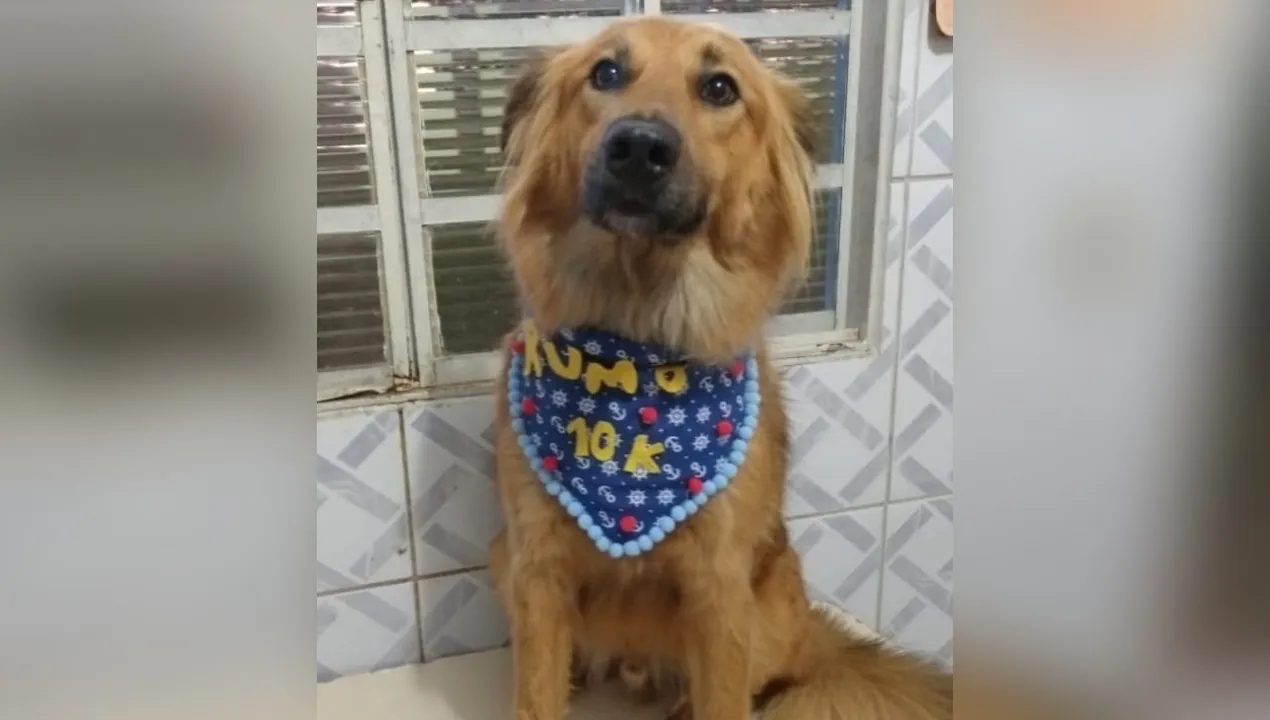 Resgatado em lixão, cão espera há 8 anos por adoção em Itapetininga | G1