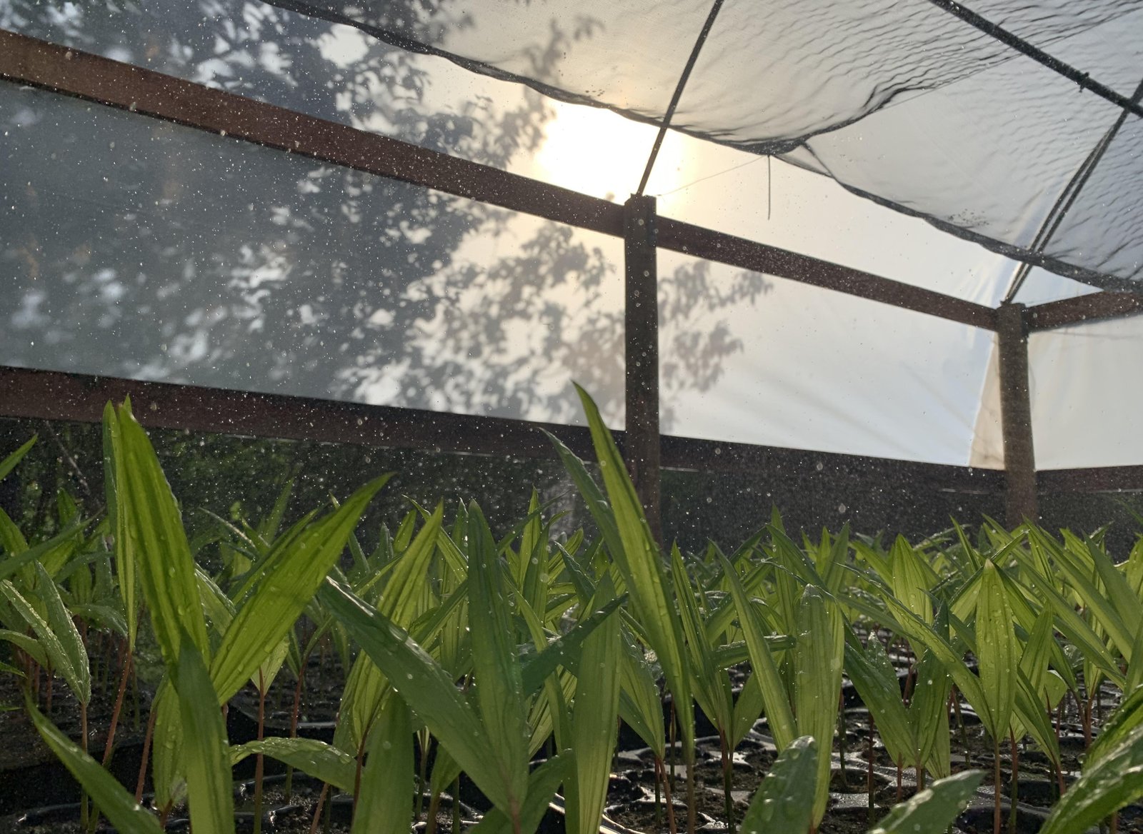 Comunidades do Marajó fazem mutirões para reflorestar áreas atingidas | G1