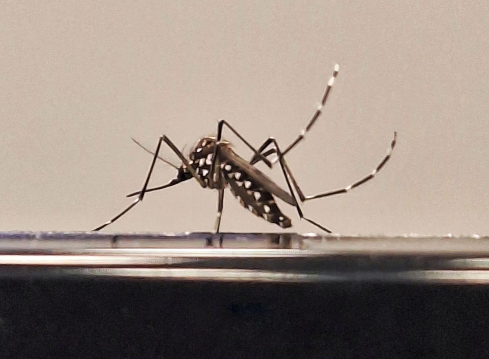 'Dia D' contra o Aedes aegypti mobiliza 54 municípios no Norte de MG neste sábado (28) | G1