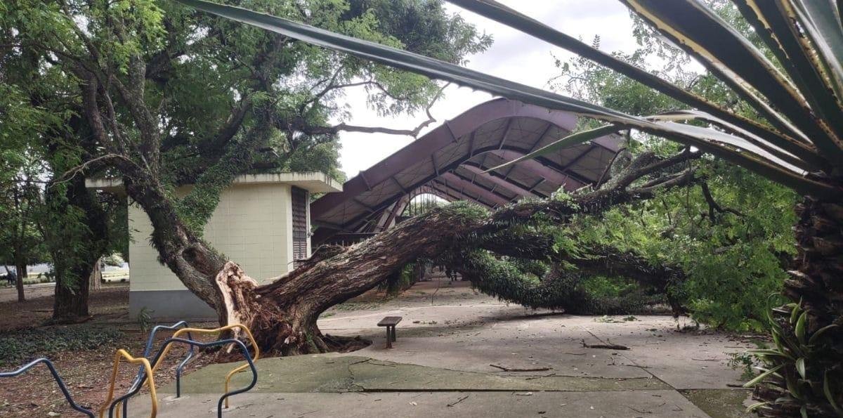 SP: parques urbanos são fechados temporariamente devido a rajadas de vento