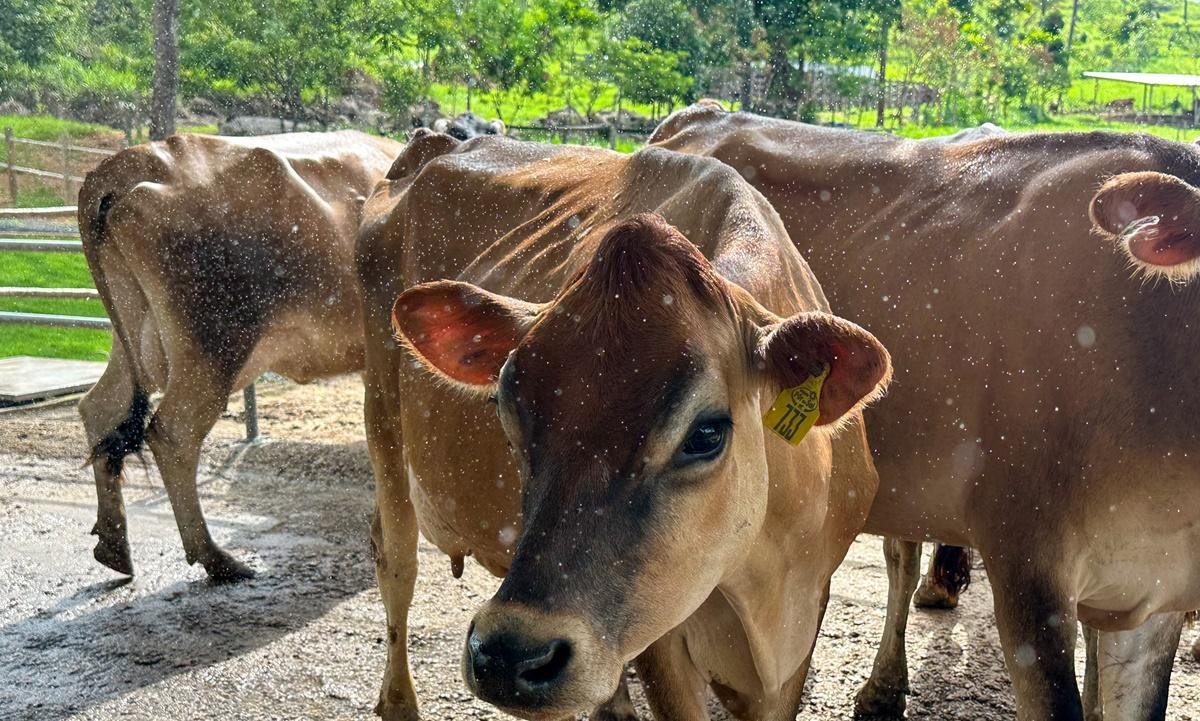 Câmara aprova projeto que veda termo 'leite' em produtos vegetais