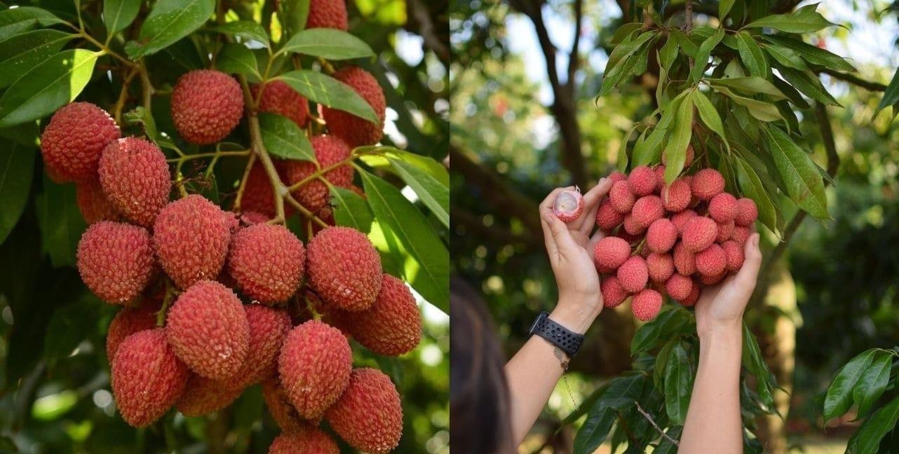 Temporada de colheita da lichia começa em Itu (SP); conheça mais esta fruta