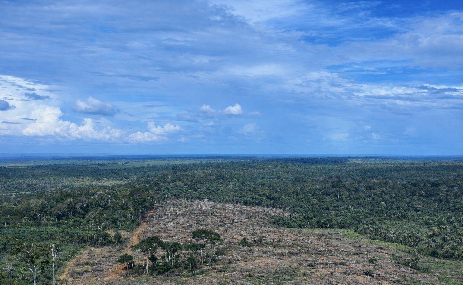 Área desmatada equivalente a 49 campos de futebol é embargada no AM | G1