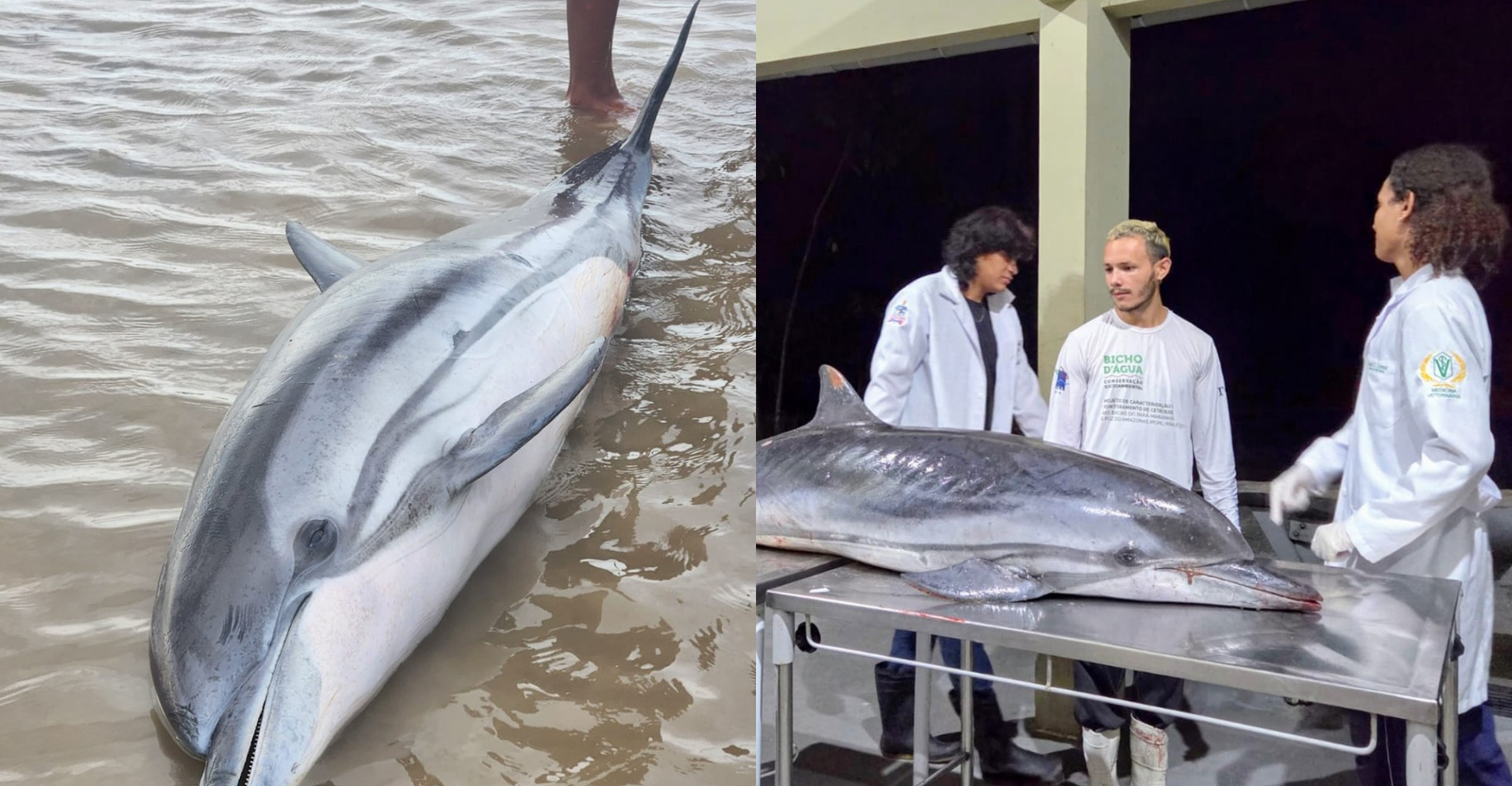 Golfinho-listrado é encontrado morto em praia de Mosqueiro, em Belém | G1