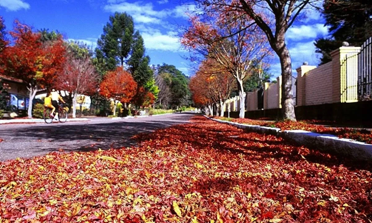 Folhas caem e dias ficam curtos: vem aí o outono, estação das frutas