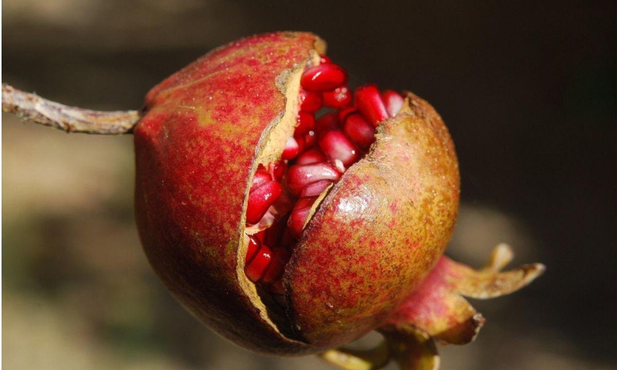 Casca de Romã ajuda a combater feridas de pele, diz estudo da Unicamp