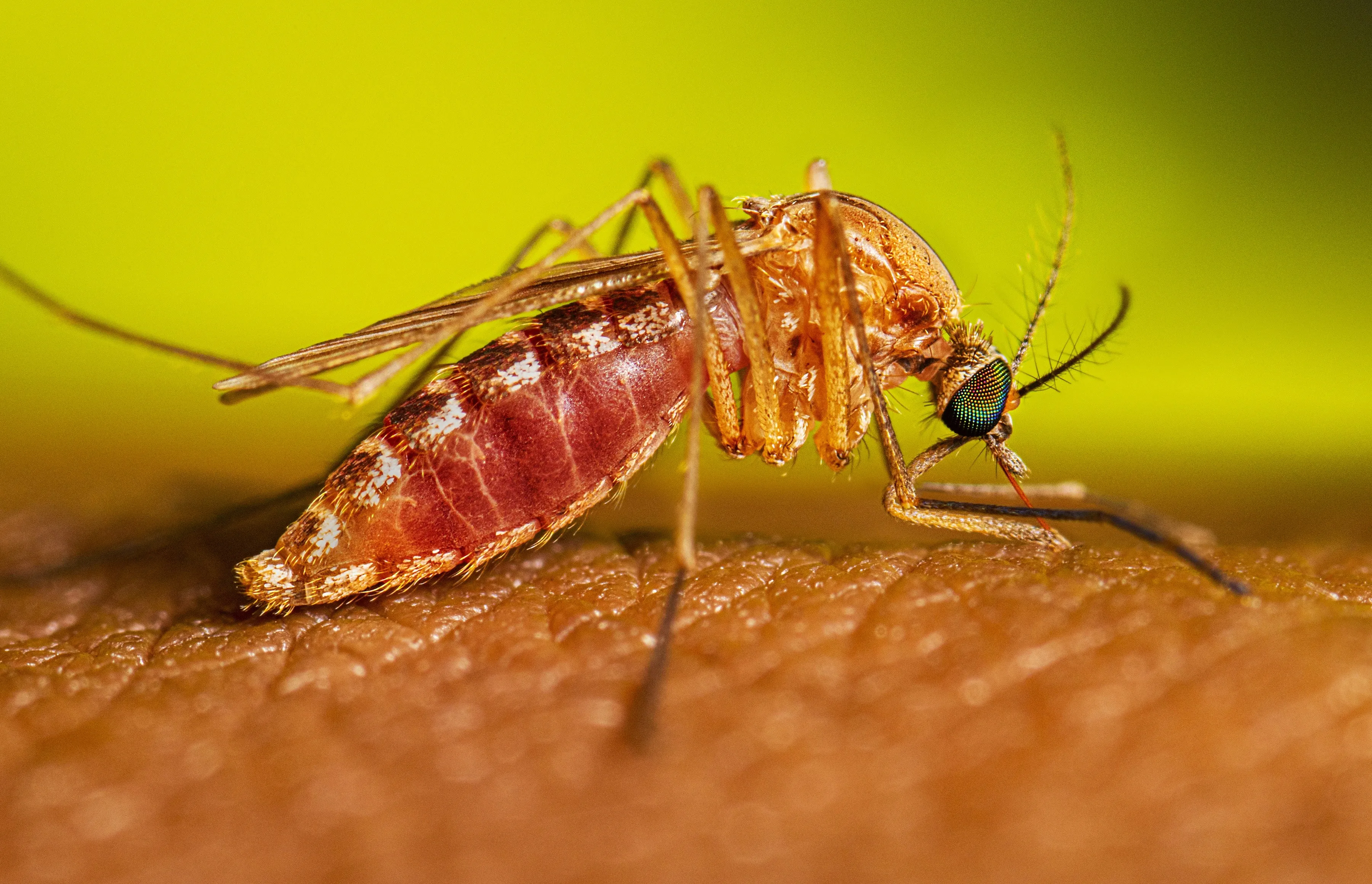 Febre do Nilo Ocidental: casos registrados em SP e SC podem provocar uma epidemia no país?