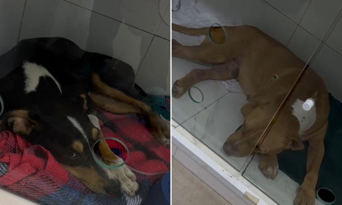 Morre um dos cachorros agredidos por homem em praia do litoral de SP | G1