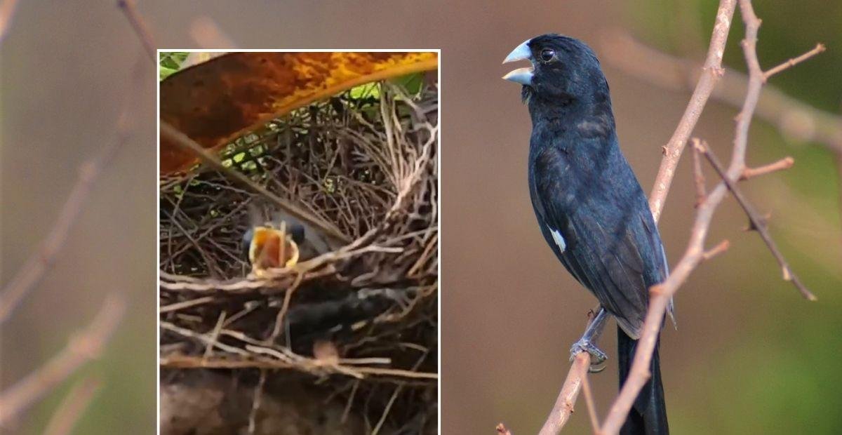 Após 7 anos, bicudo nasce na natureza e será criado por 'mãe solo' | G1