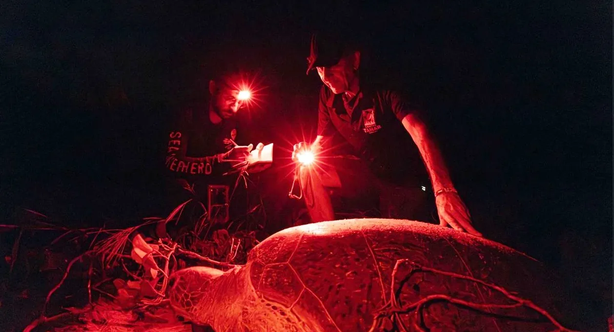 Fernando de Noronha registra queda no número de desovas de tartarugas | G1