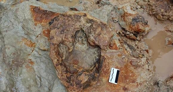 Universidade lança app com IA 'leitora' de pegadas de dinossauro; 'Fantástico e promissor'