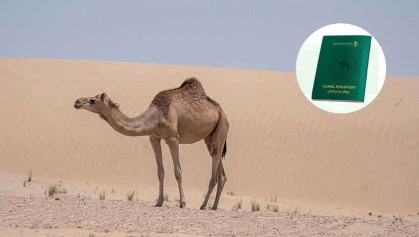 Arábia Saudita vai emitir passaportes para camelos; entenda