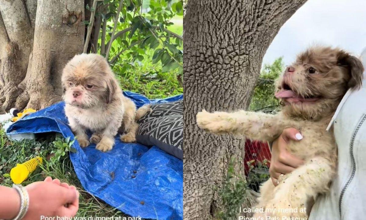 Cão espera por tutor em parque e abandono comove a internet