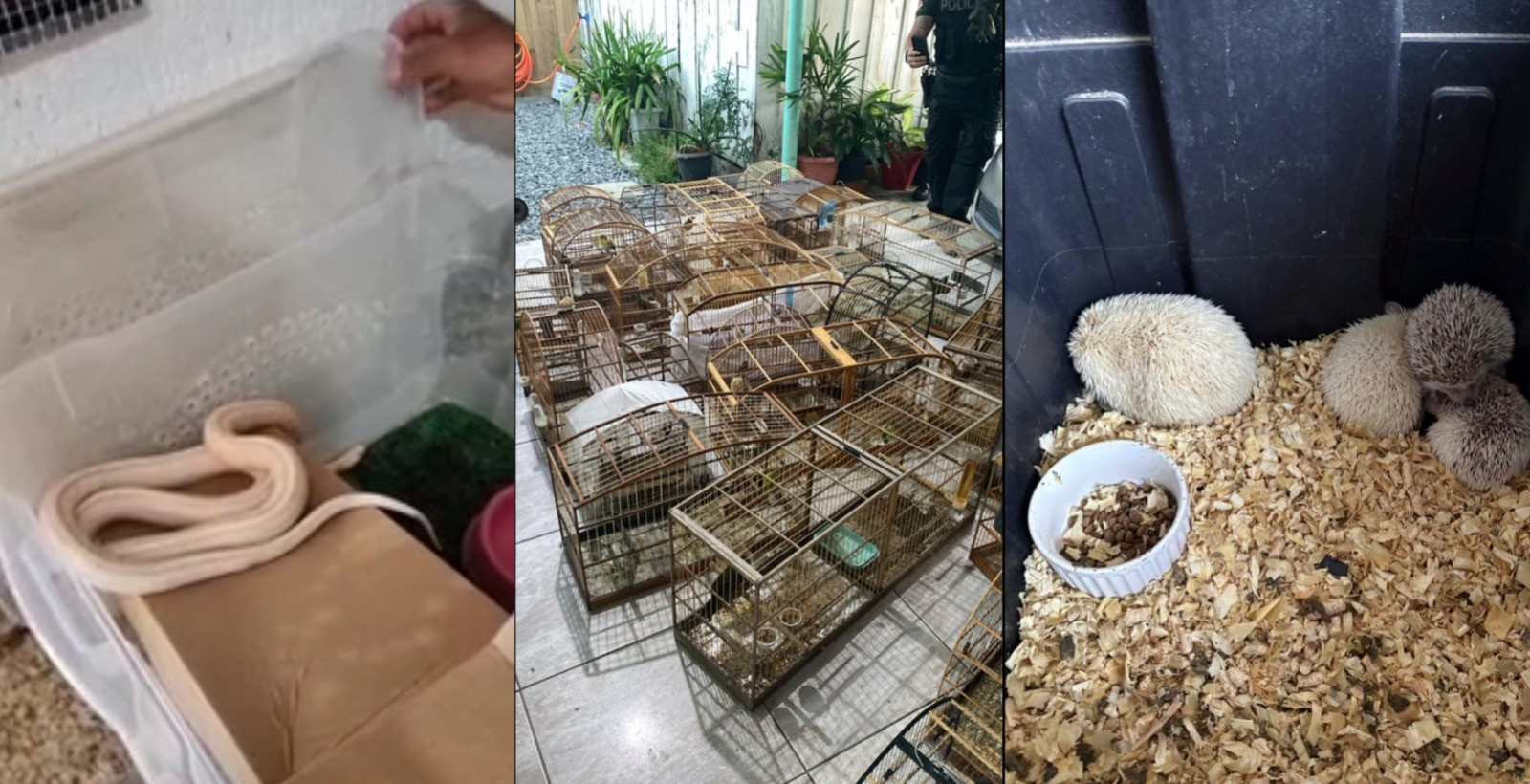 Tráfico de animais silvestres leva 20 à prisão em SC, RS, PR, SP e BA | G1