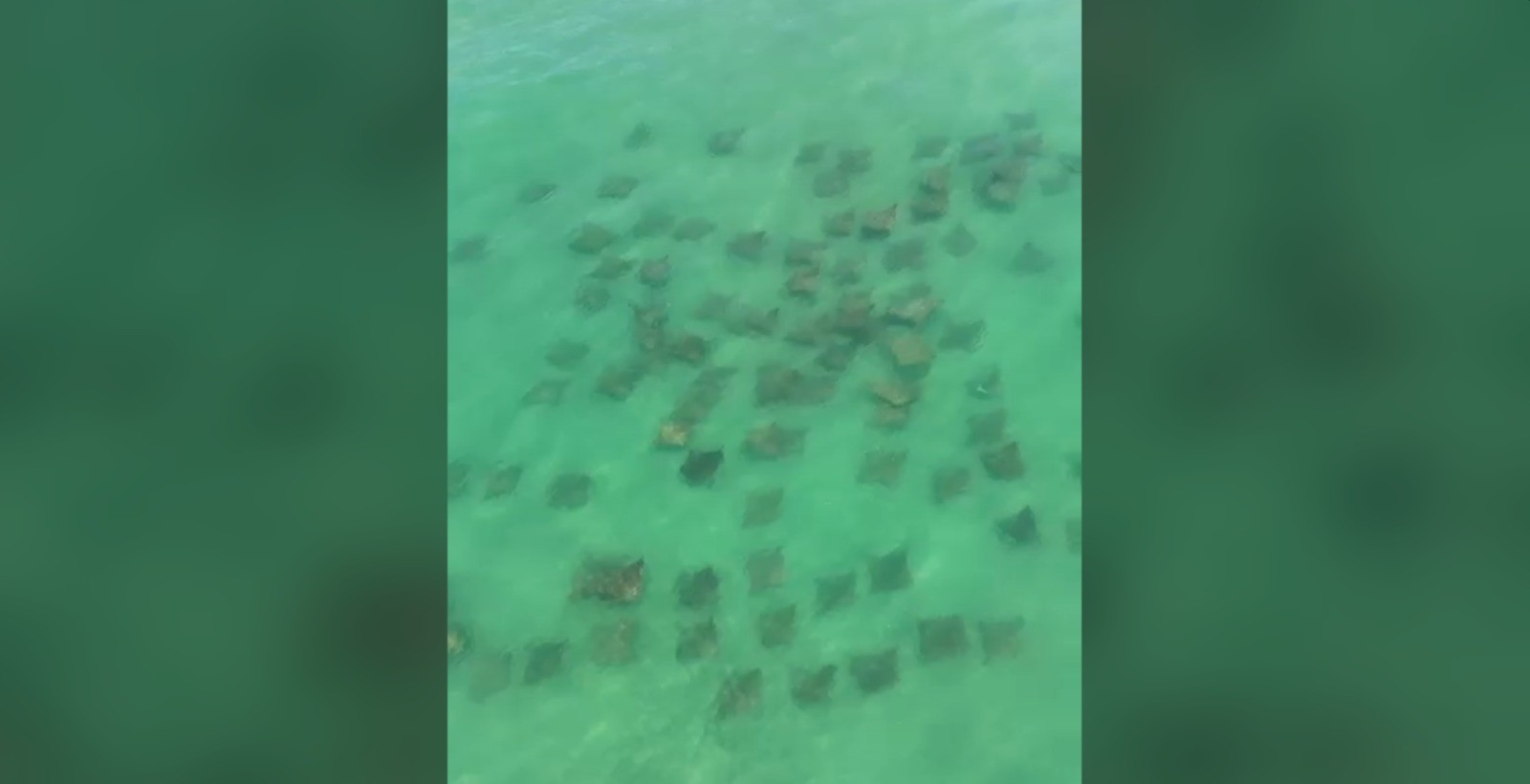 Cardume com mais de 100 raias é flagrado em praia de SC; VÍDEO | G1