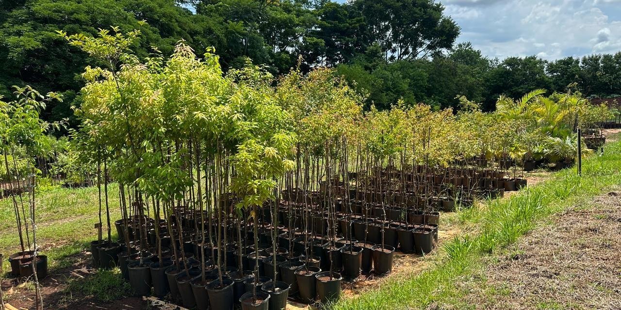 Piracicaba vai produzir até 25 mil mudas por ano para recuperar matas | G1
