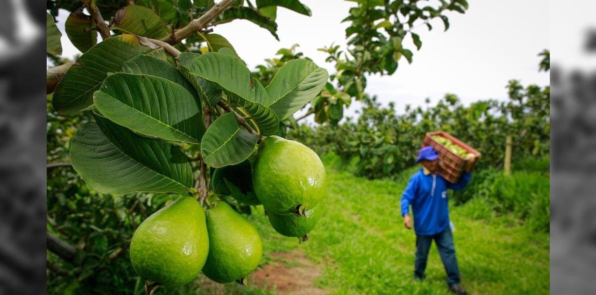 Plataforma do governo valida produção sustentável e facilita exportação