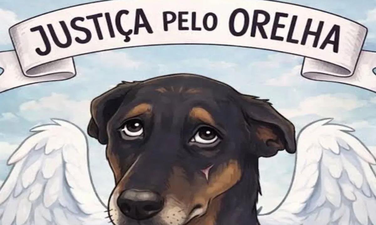 Além do Cão Orelha: SC tem 14 casos de pets vítimas de maus-tratos por dia