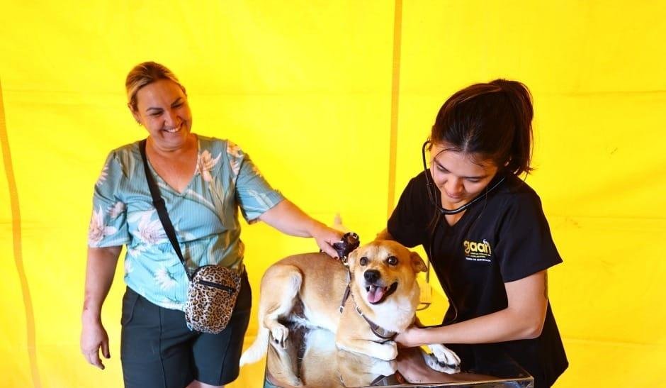 Prefeitura de São José dos Campos abre inscrições para castração de pets