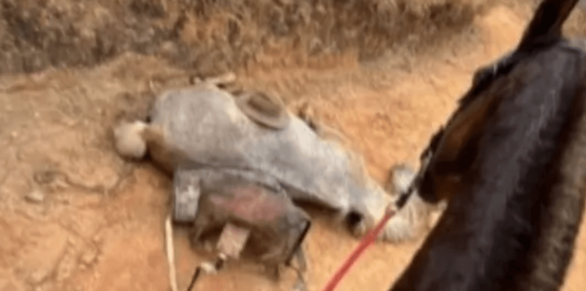 Homem que cortou patas de cavalo em Bananal é condenado pela Justiça