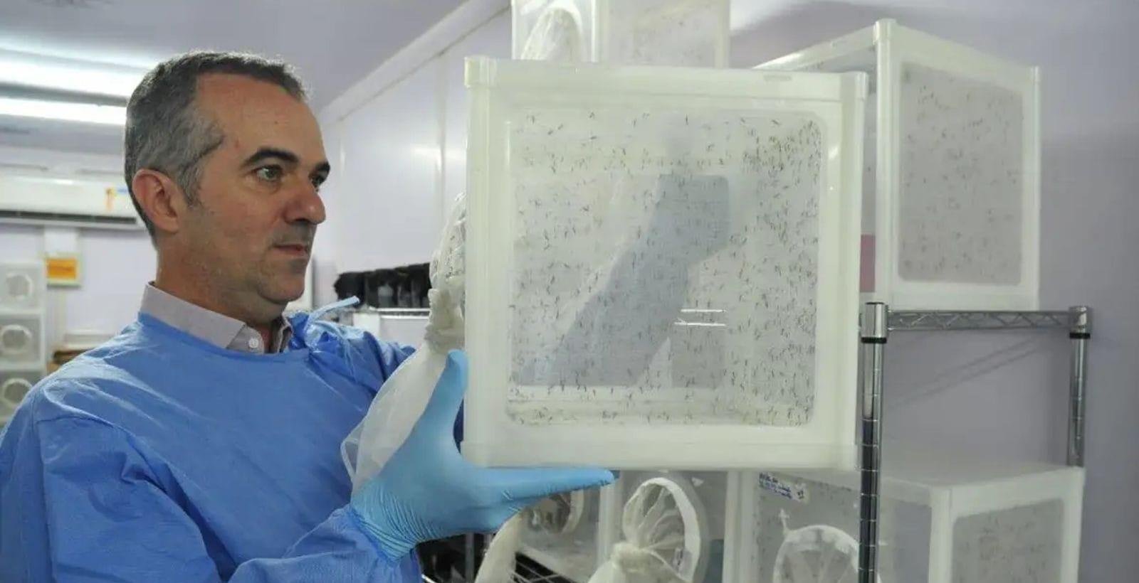 Quem é Luciano Moreira, pesquisador que criou do “Método Wolbachia"