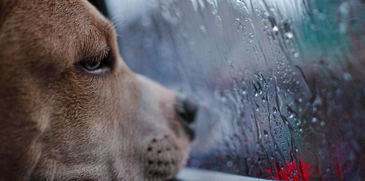 Cães com medo de trovões: entenda o comportamento e o que não fazer