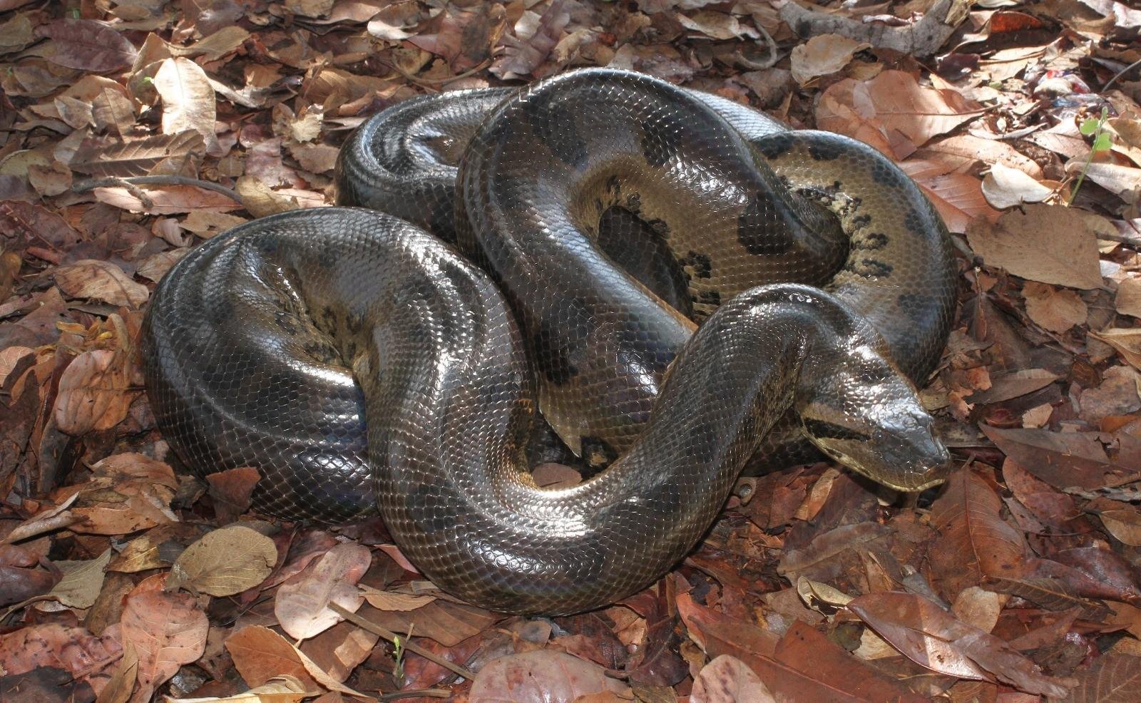 Força e agilidade: sucuris estão entre as maiores cobras do mundo | G1