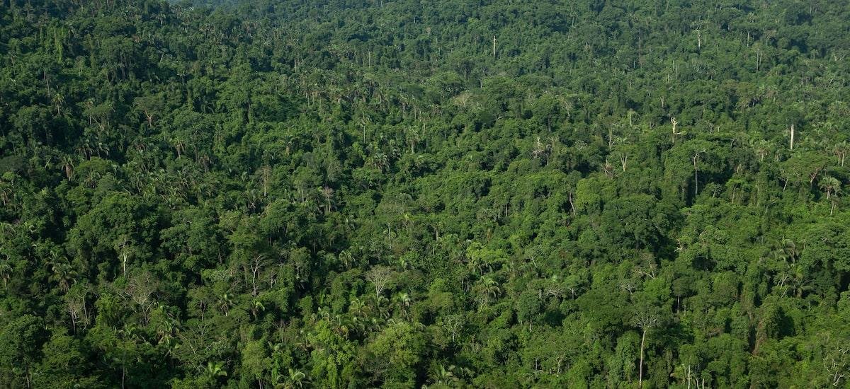 Opinião | Mercados de crédito de carbono: um novo patamar de competitividade