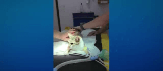 Mulher é presa após arremessar gata do 12º andar em Curitiba