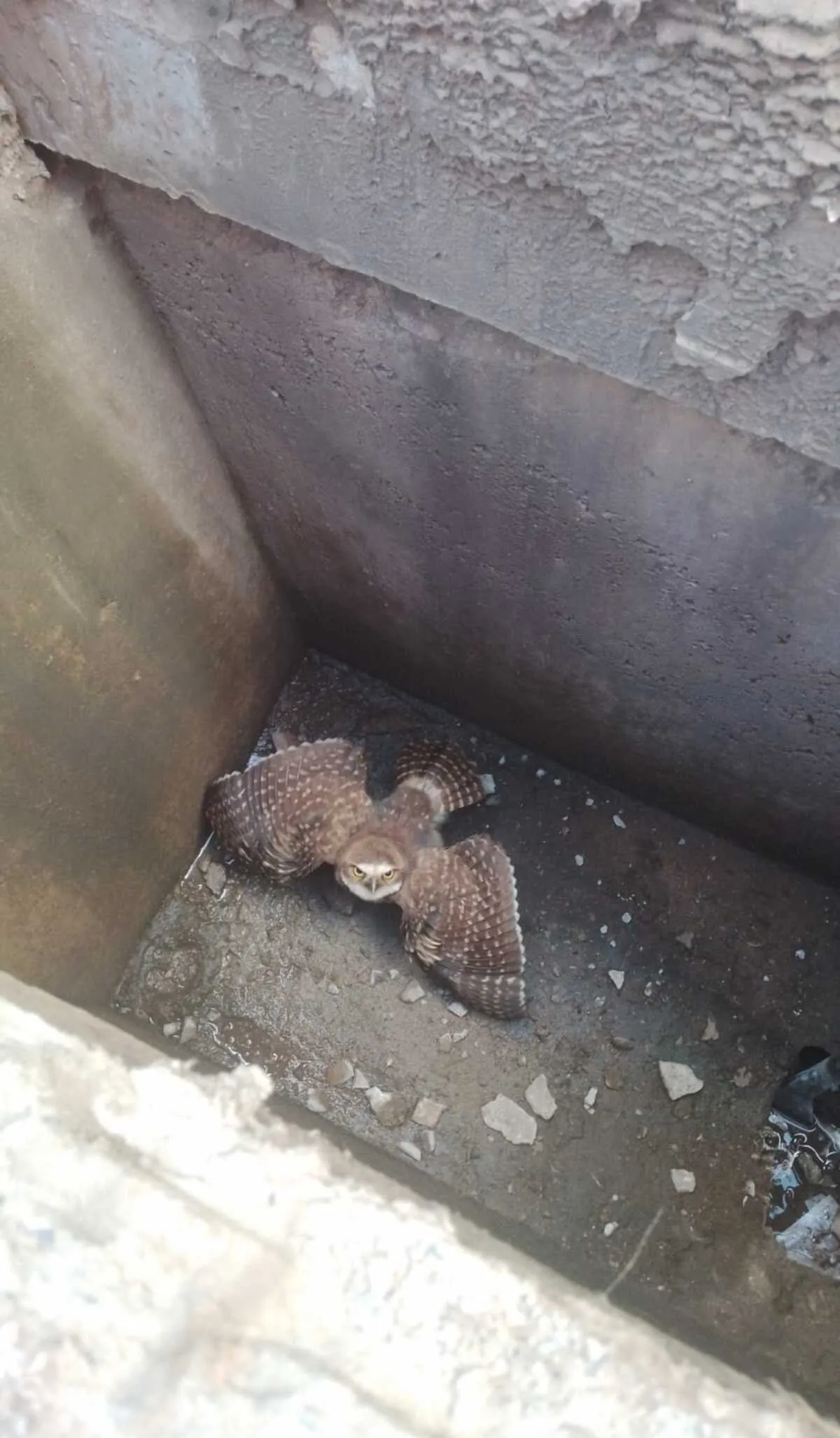 Bombeiros resgatam filhote de coruja-buraqueira preso em bueiro | G1