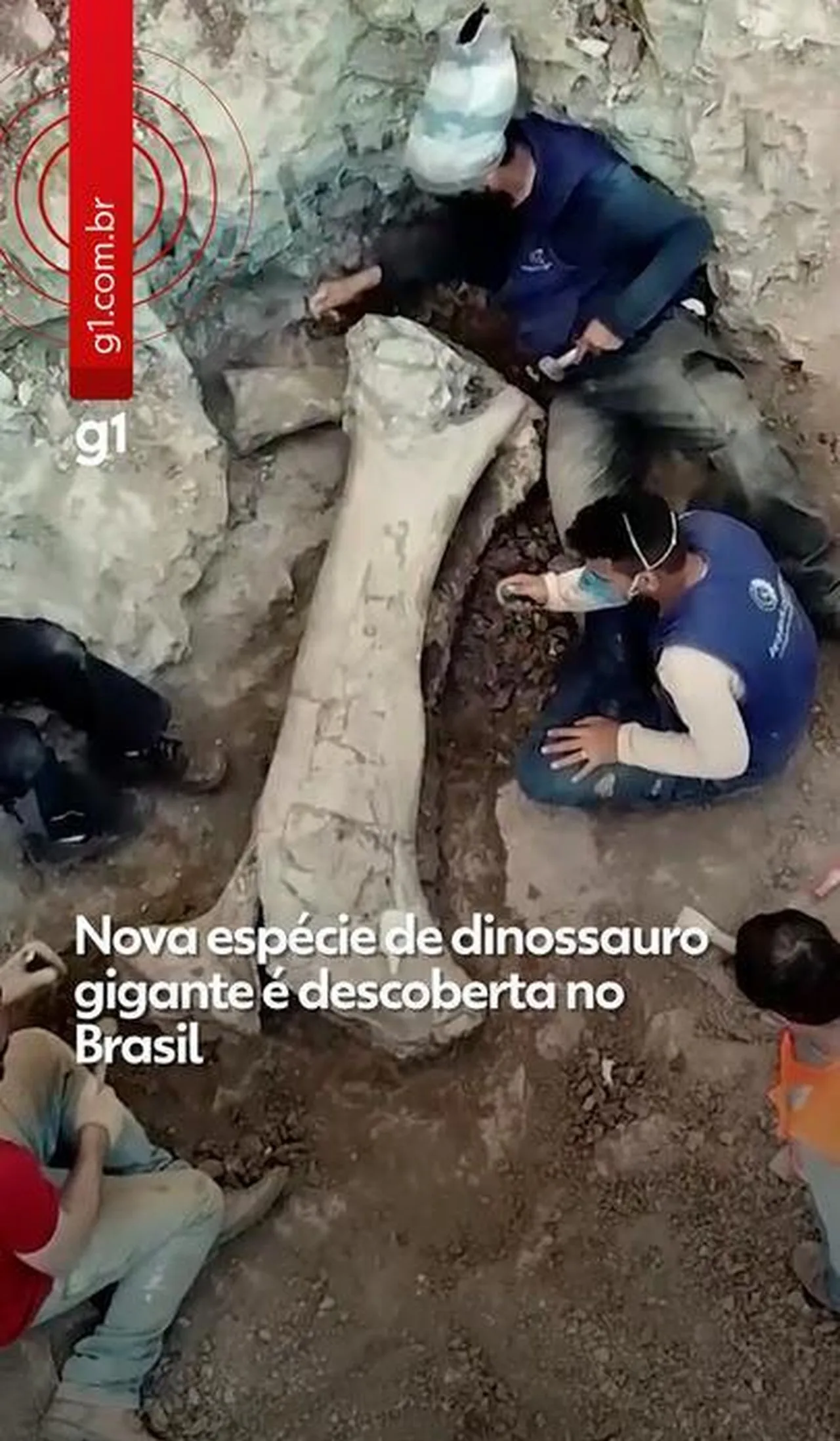 Nova espécie de dinossauro gigante no Brasil: Dasosaurus | G1