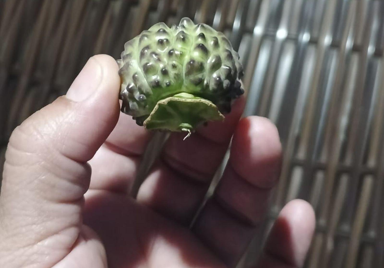 Fruto ingerido por idoso que está na UTI no AC é tóxico, diz biólogo | G1