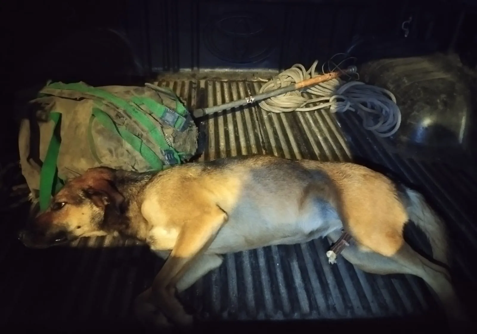 Cadela é salva após pular muro e ficar com galho cravado na barriga | G1