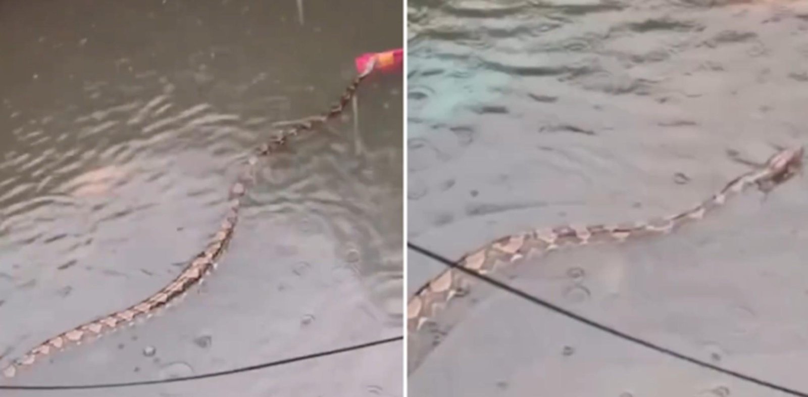 Vídeos mostram pítons gigantes nadando em ruas alagadas de Bali; veja | G1