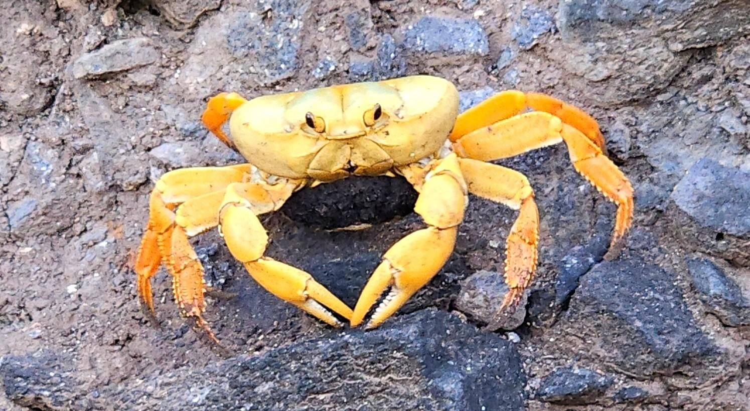 Campanha busca proteger caranguejo em Noronha no período de reprodução | G1