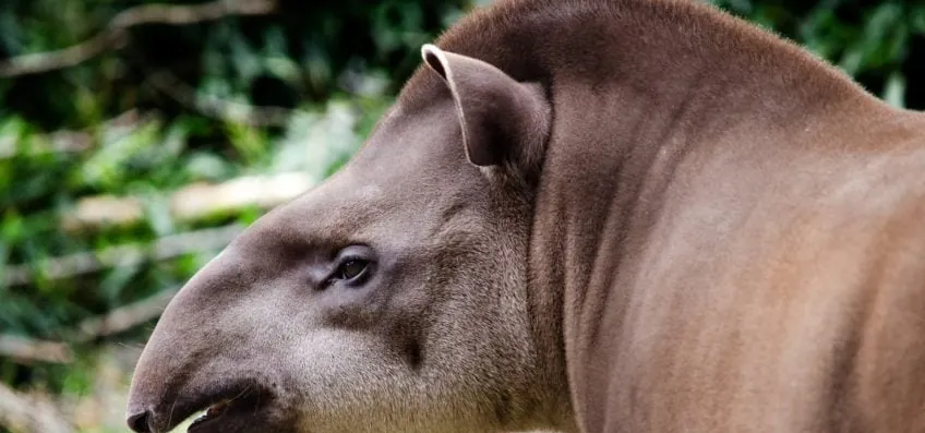 Grandes mamíferos aumentam a fertilidade da Mata Atlântica