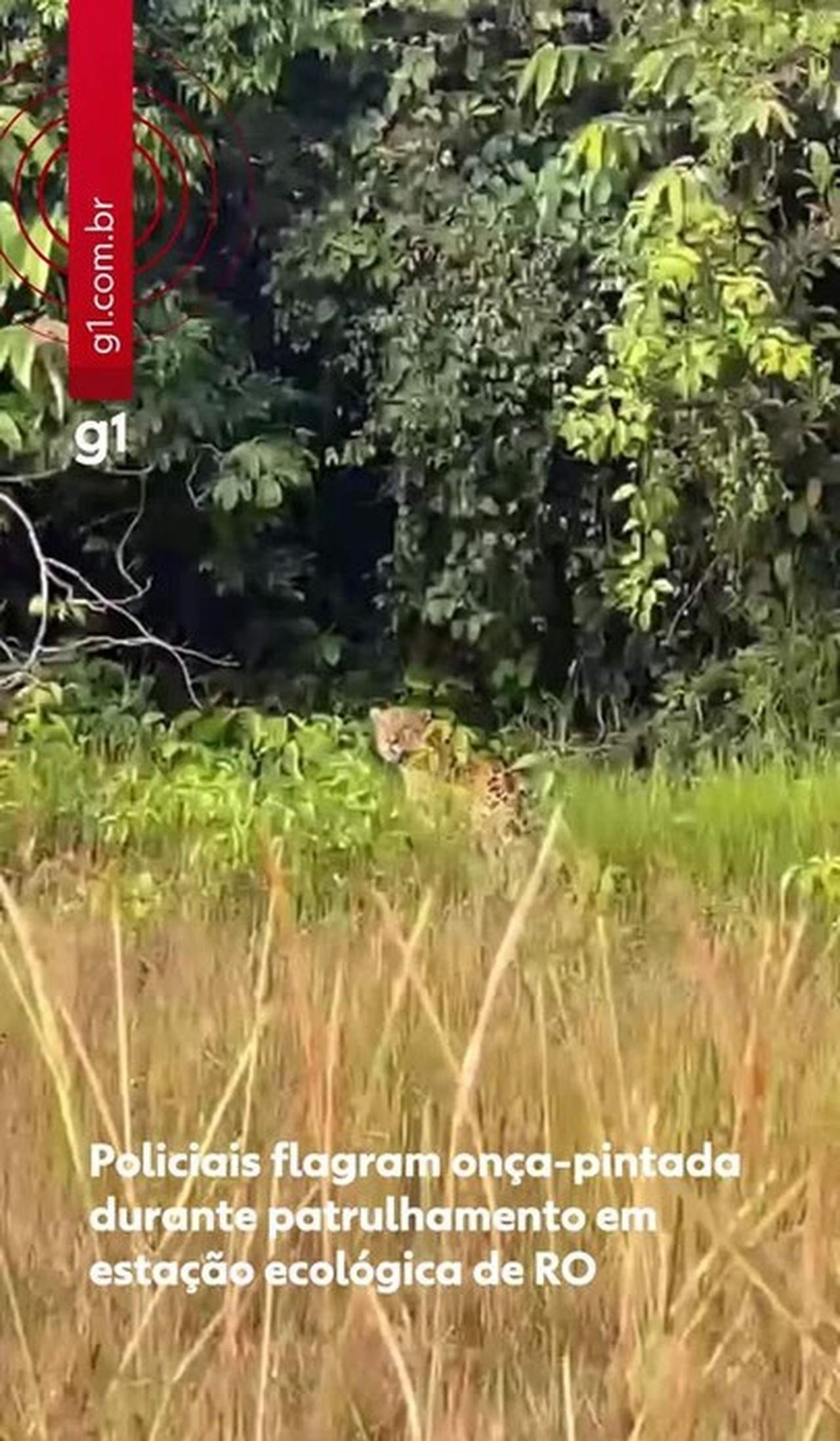 VÍDEO: Policiais flagram onça-pintada durante patrulhamento em estação ecológica de RO | G1