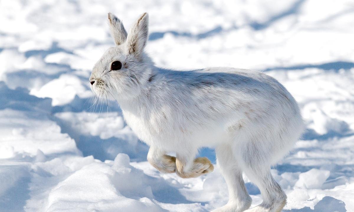 Metamorfose ambulante: conheça animal que troca de cor segundo o clima