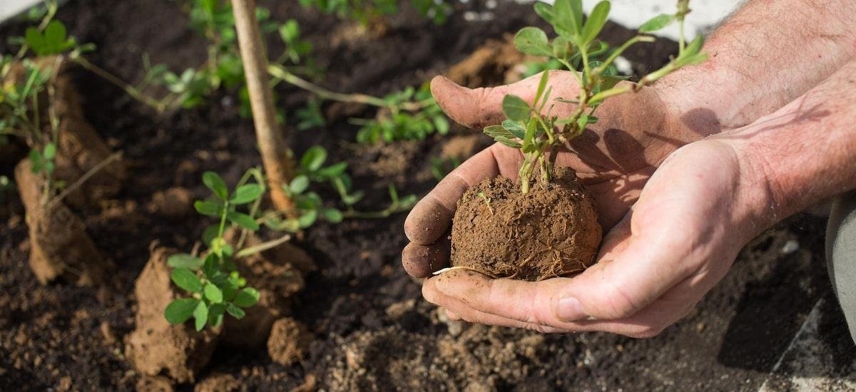 Análise | IPTU Verde: iniciativa para um futuro sustentável