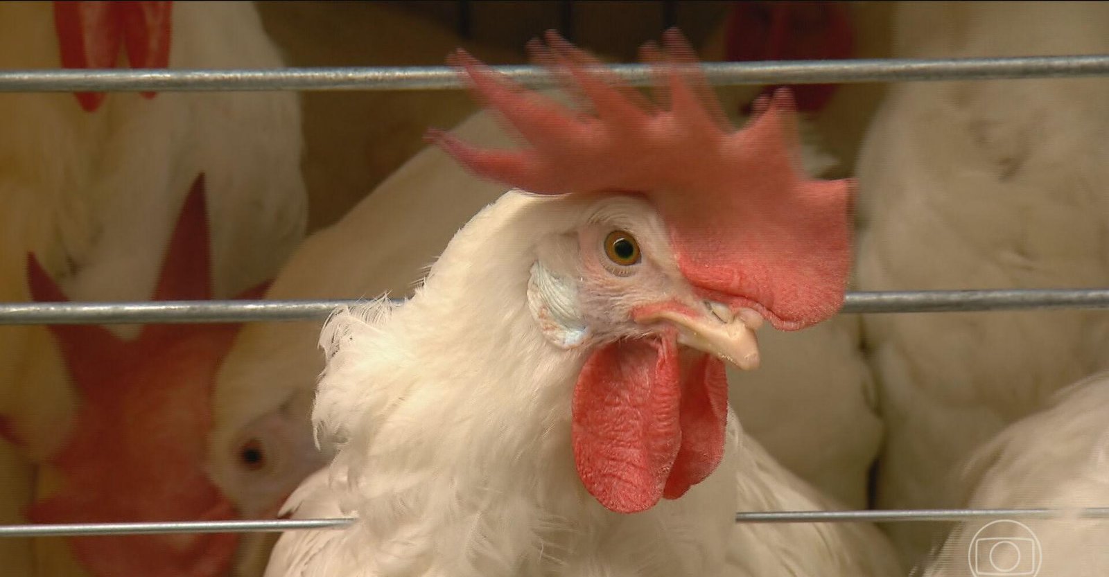 Gripe aviária no RS: foco é detectado em aves silvestres no Taim | G1