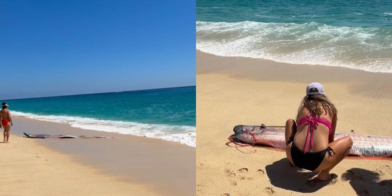 Por que o peixe-remo é chamado de 'peixe do juízo final'? Vídeo viral no México reacende lenda