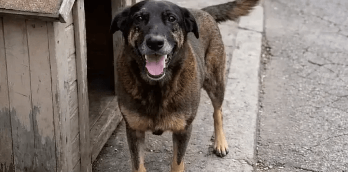 Cão Orelha: Ministério Público decide analisar mais de mil horas de provas